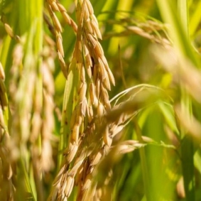 Carnaroli: conquistando el Delta de l'Ebre